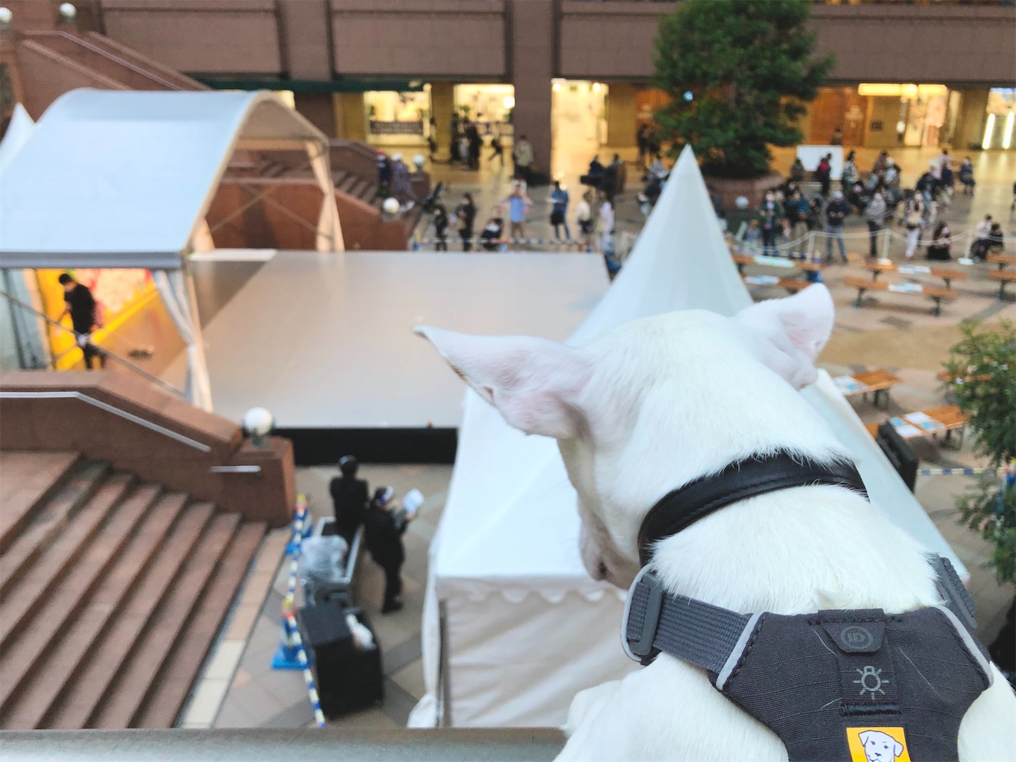 f:id:EBISUINU:20201011203146j:image f:id:EBISUINU:20201011203146j:image