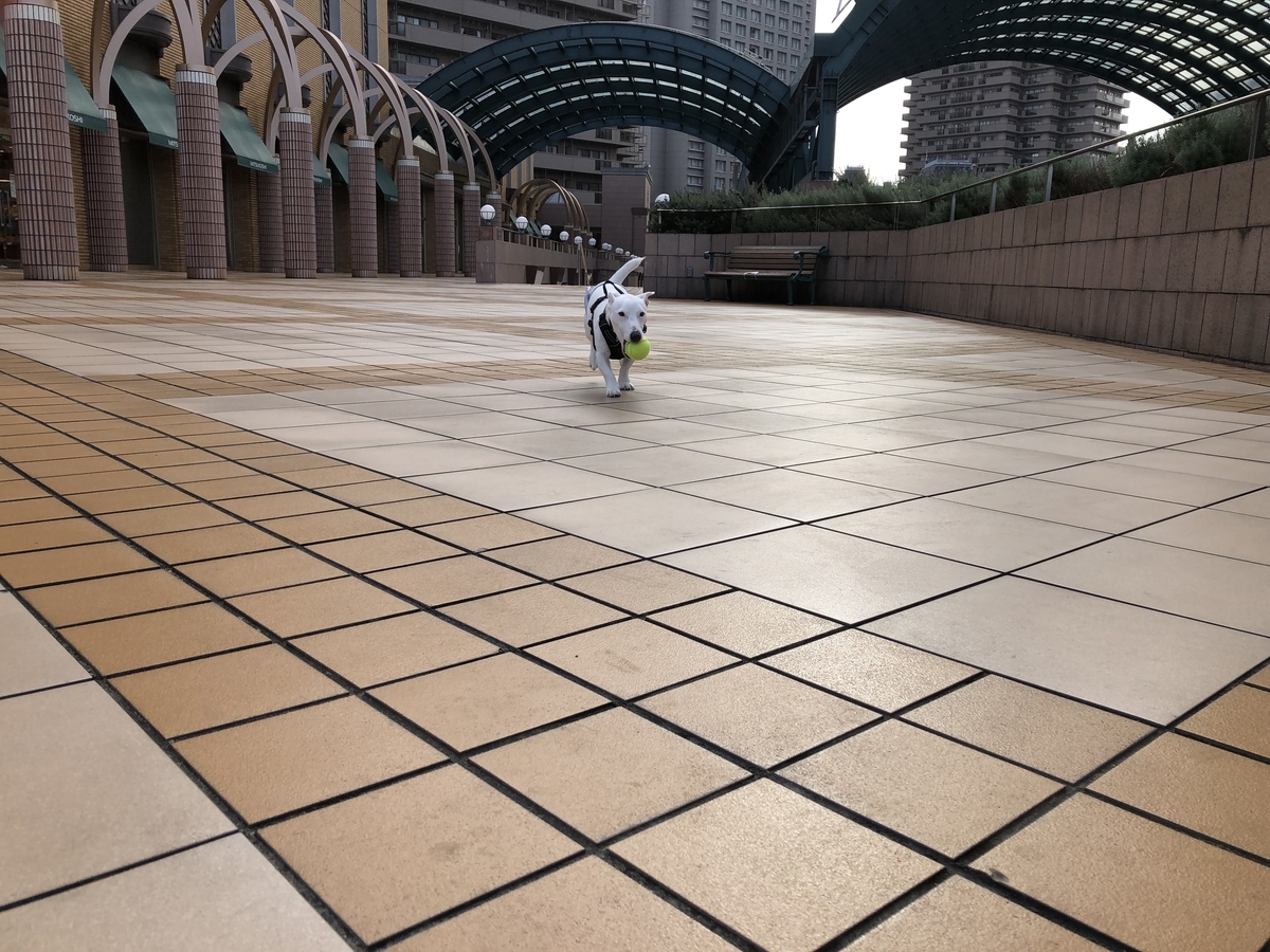 f:id:EBISUINU:20201127184405j:plain