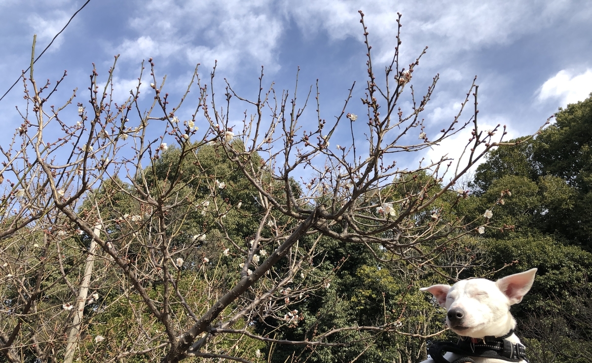 f:id:EBISUINU:20210116190150j:plain