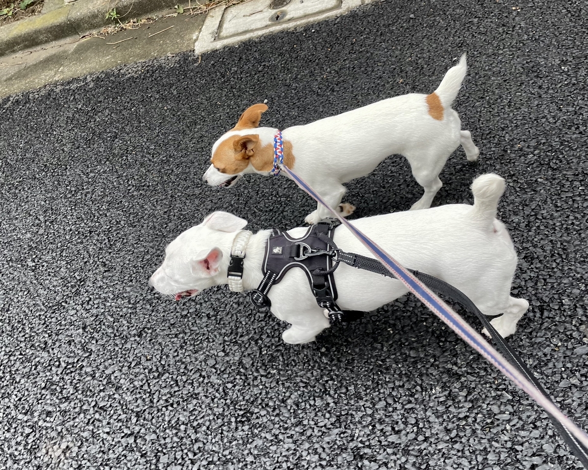 f:id:EBISUINU:20210825172735j:plain