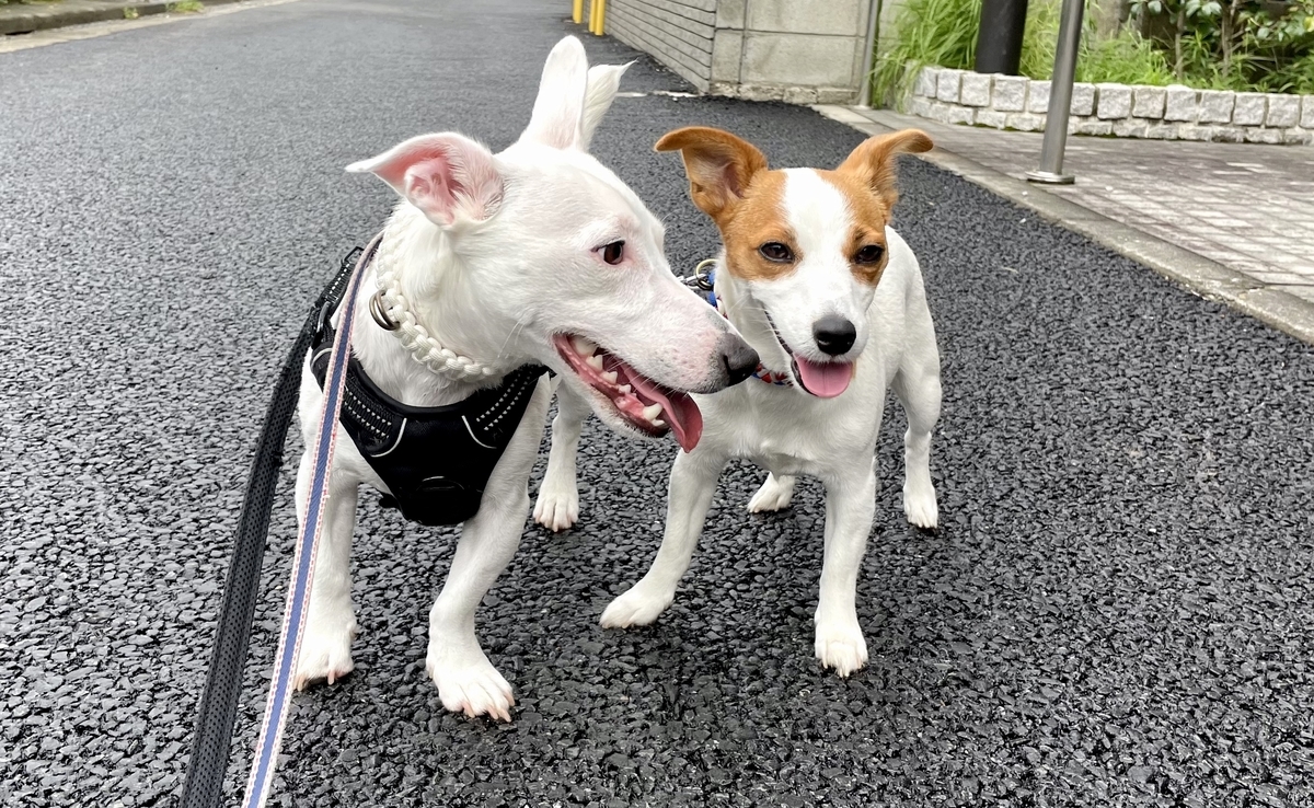 f:id:EBISUINU:20210825172749j:plain