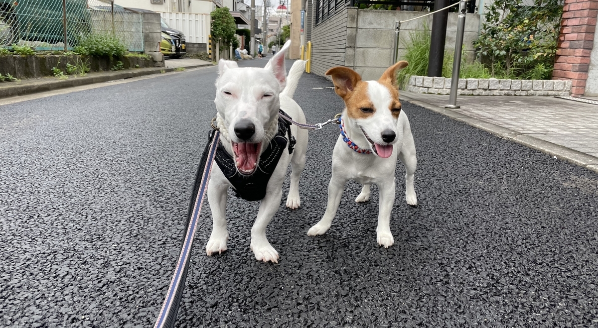 f:id:EBISUINU:20210825172823j:plain