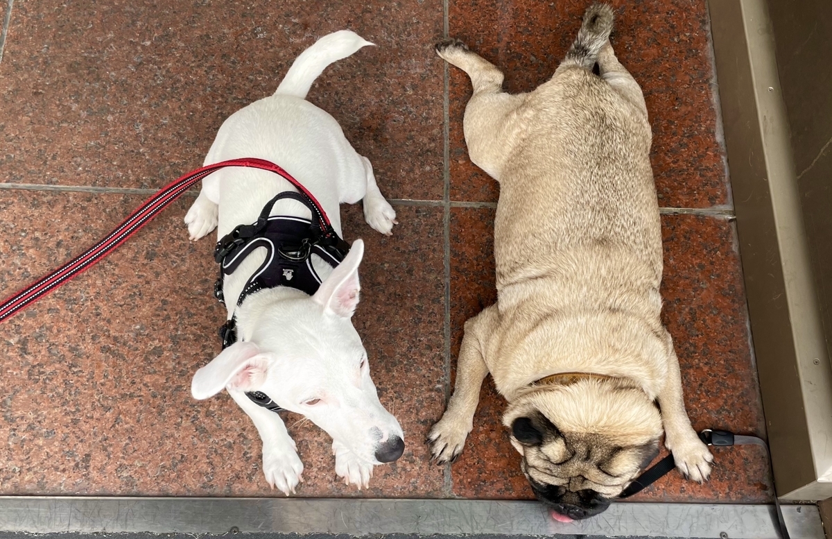 f:id:EBISUINU:20210826184034j:plain