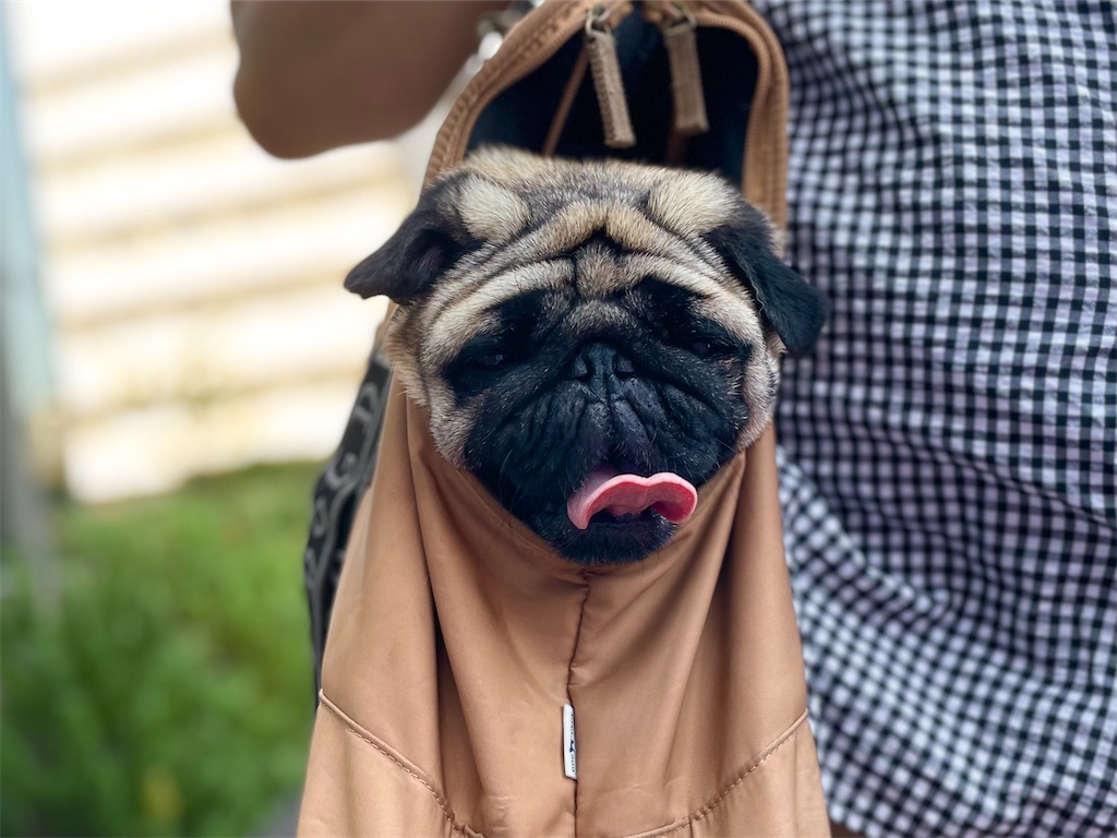 f:id:EBISUINU:20210827093838j:image f:id:EBISUINU:20210827093838j:image