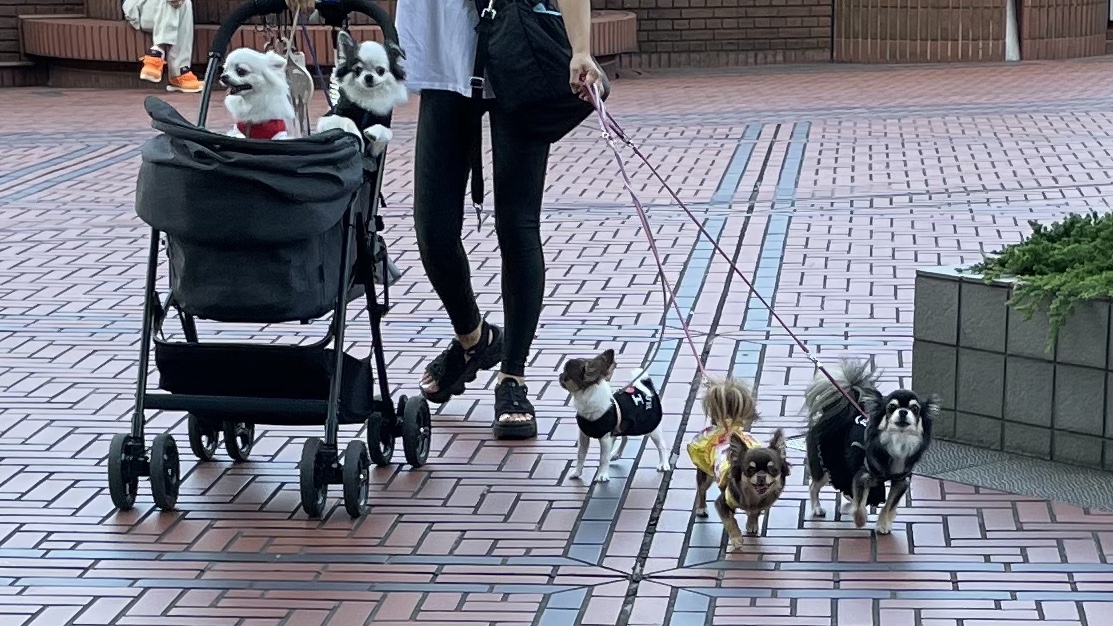 f:id:EBISUINU:20210901125903j:plain