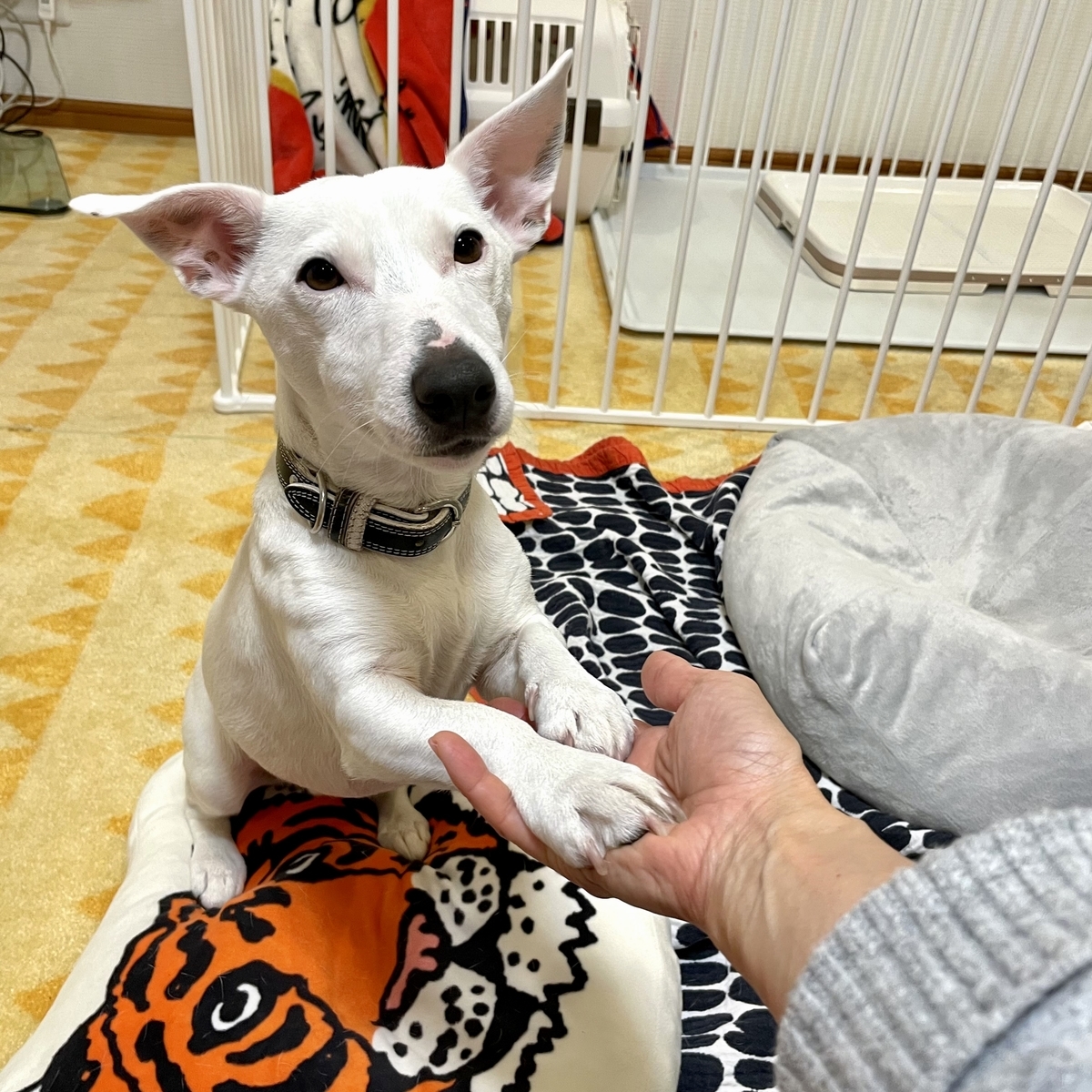 f:id:EBISUINU:20220112171138j:plain