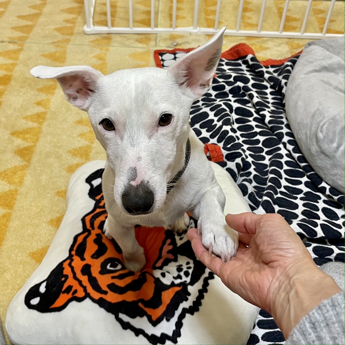 f:id:EBISUINU:20220112171147j:plain