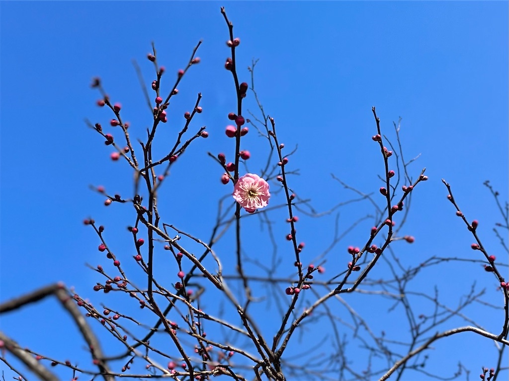 f:id:EBISUINU:20220205161444j:image f:id:EBISUINU:20220205161444j:image