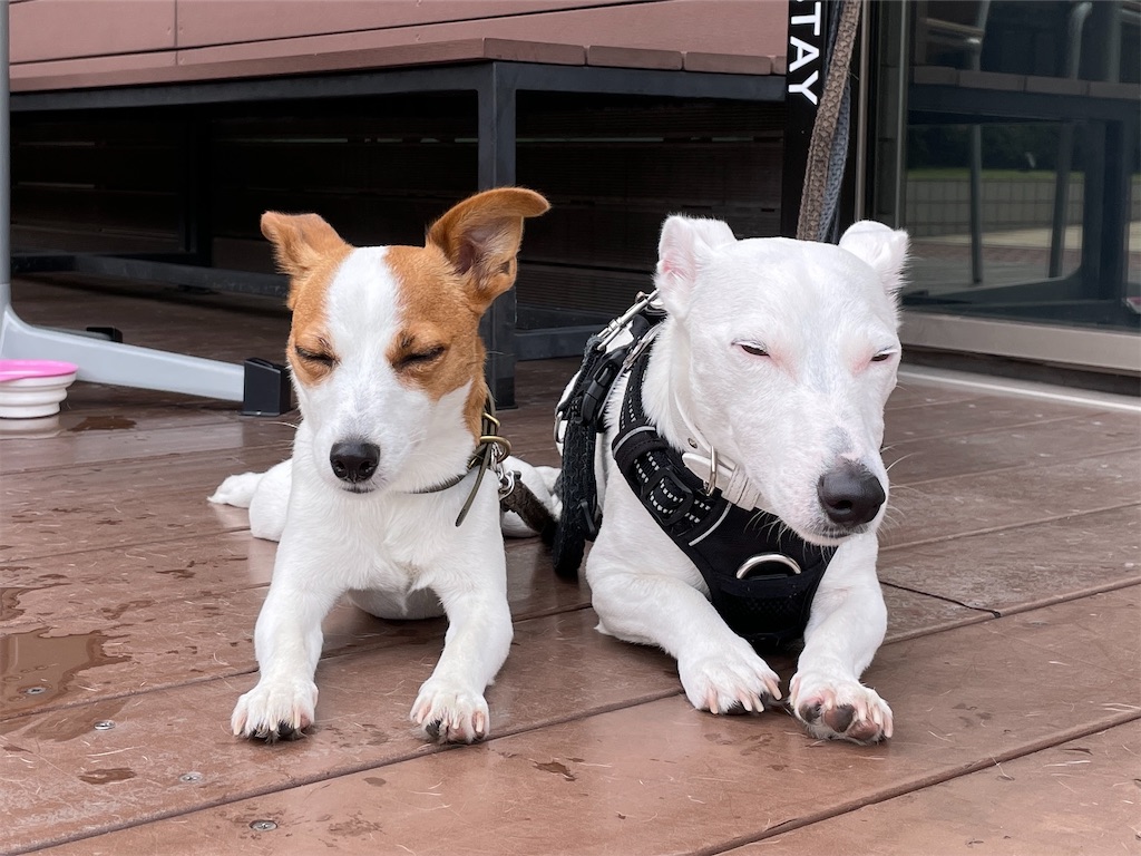 f:id:EBISUINU:20220806101702j:image