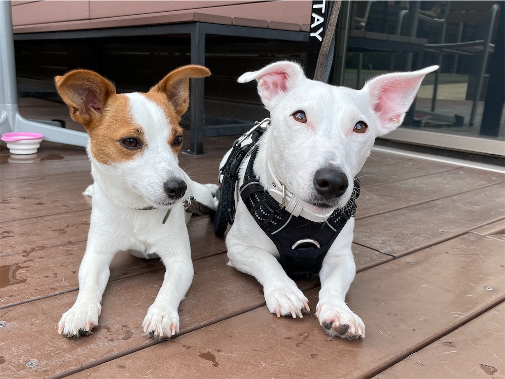 f:id:EBISUINU:20220806101744j:image