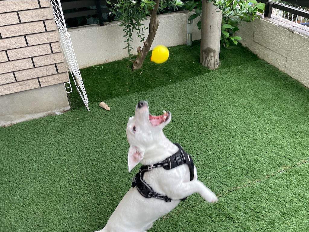 f:id:EBISUINU:20220822211628j:image