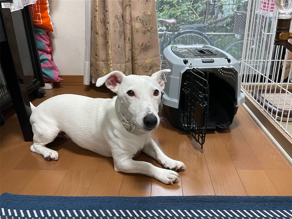 f:id:EBISUINU:20220919214407j:image