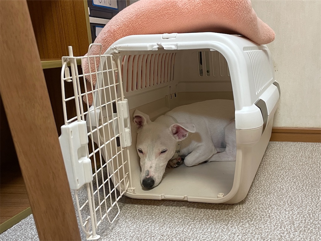 f:id:EBISUINU:20220919214444j:image