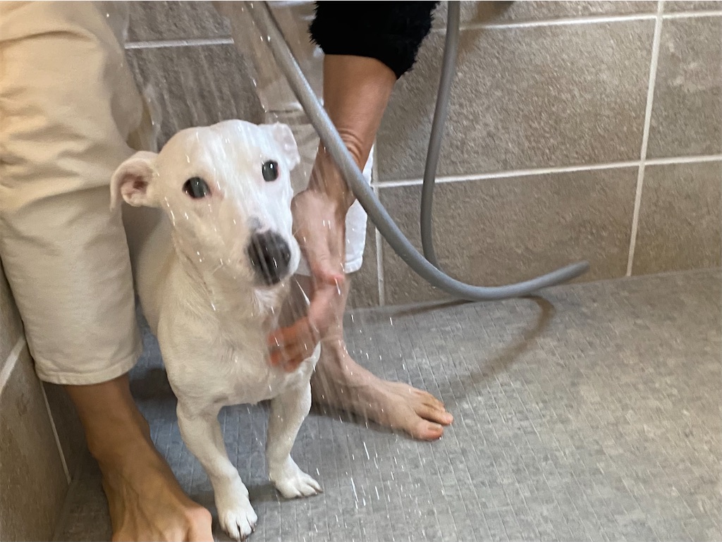 f:id:EBISUINU:20221217163937j:image f:id:EBISUINU:20221217163937j:image