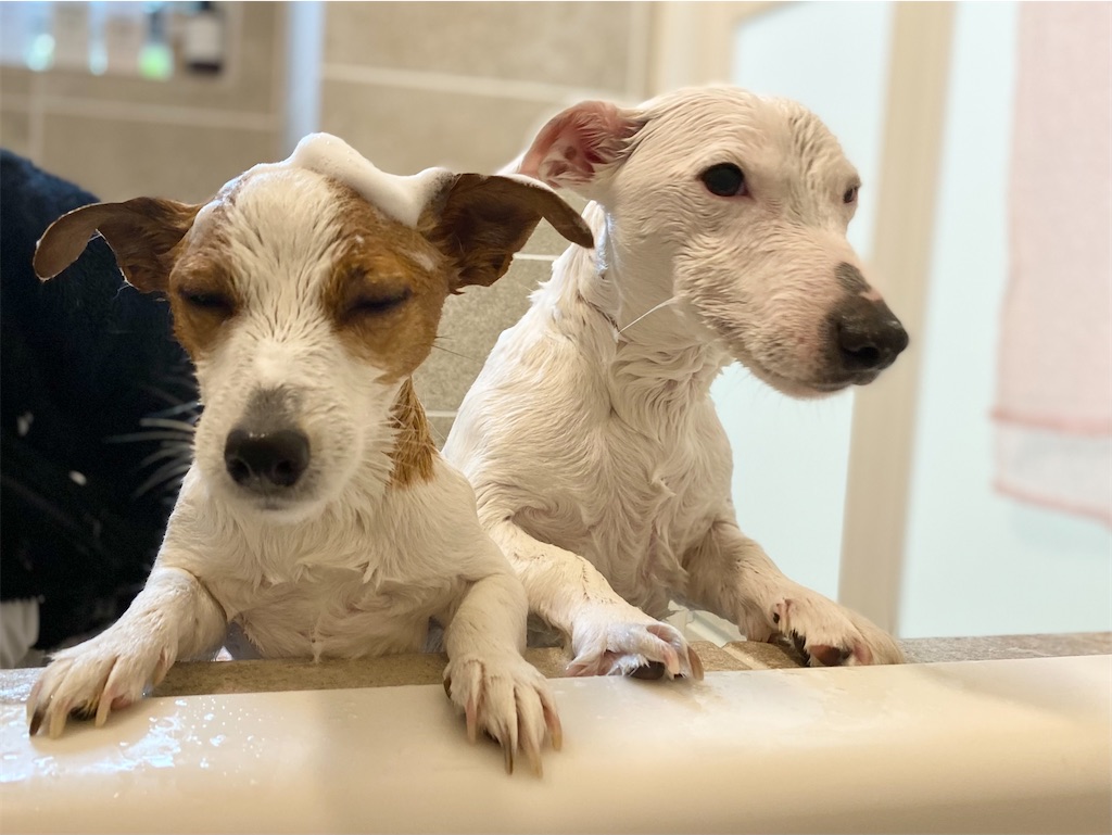 f:id:EBISUINU:20221217164328j:image f:id:EBISUINU:20221217164328j:image