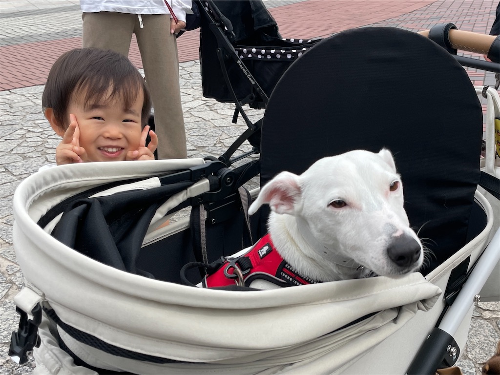 f:id:EBISUINU:20230528084301j:image f:id:EBISUINU:20230528084301j:image