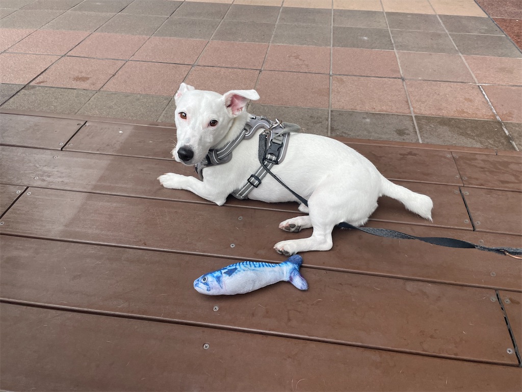 f:id:EBISUINU:20230812130503j:image f:id:EBISUINU:20230812130503j:image