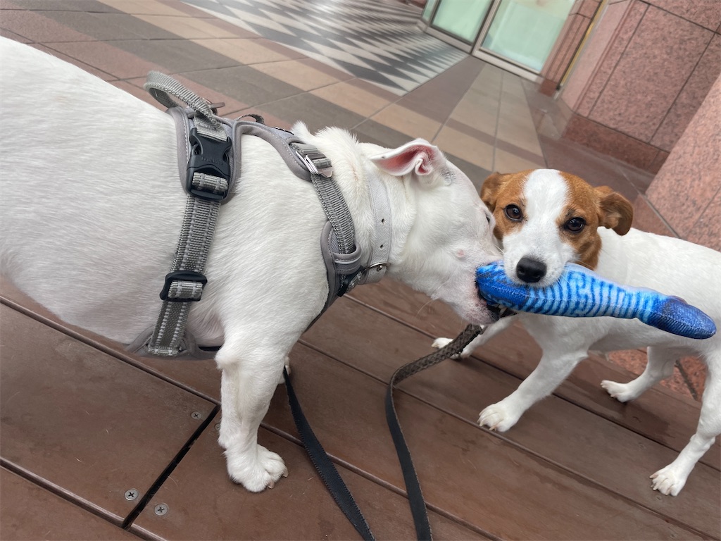 f:id:EBISUINU:20230812131110j:image f:id:EBISUINU:20230812131110j:image