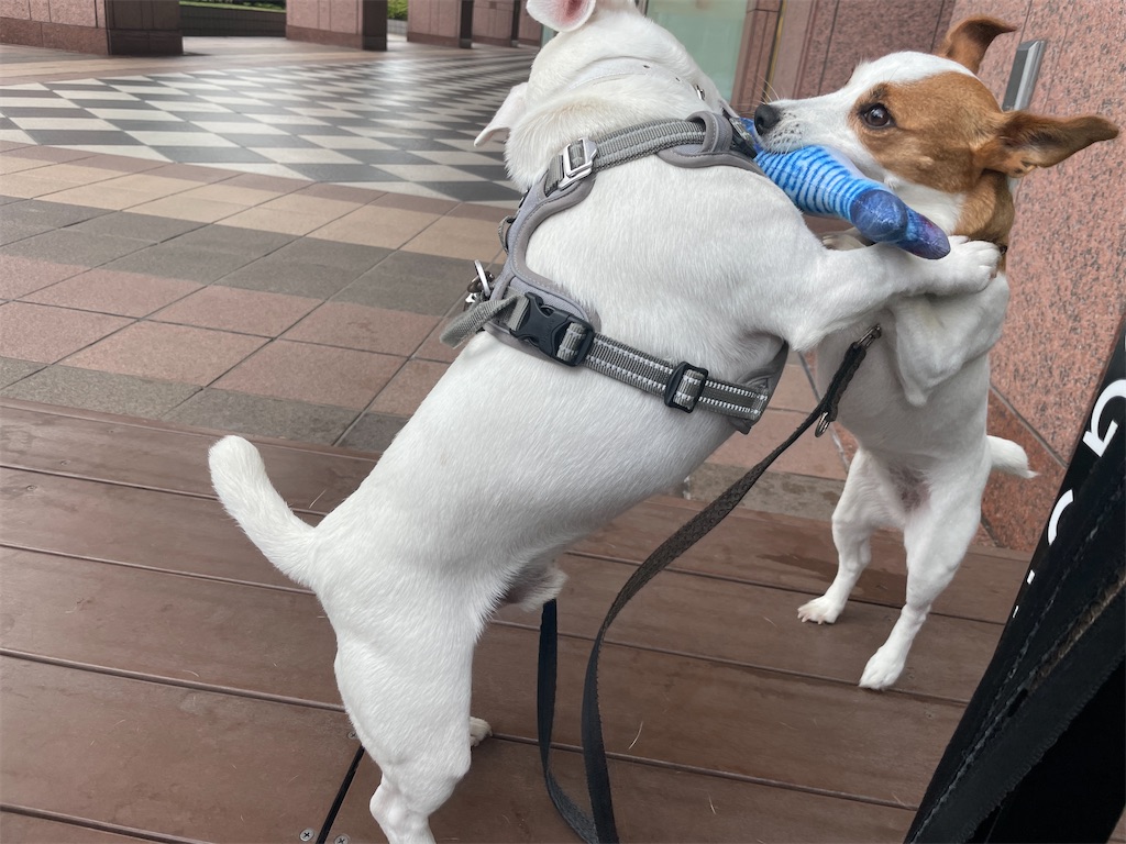 f:id:EBISUINU:20230812131137j:image f:id:EBISUINU:20230812131137j:image