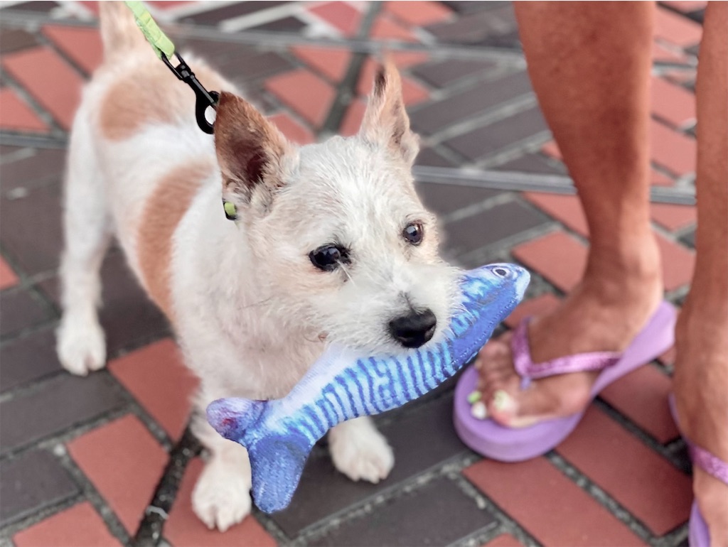 f:id:EBISUINU:20230812132143j:image f:id:EBISUINU:20230812132143j:image