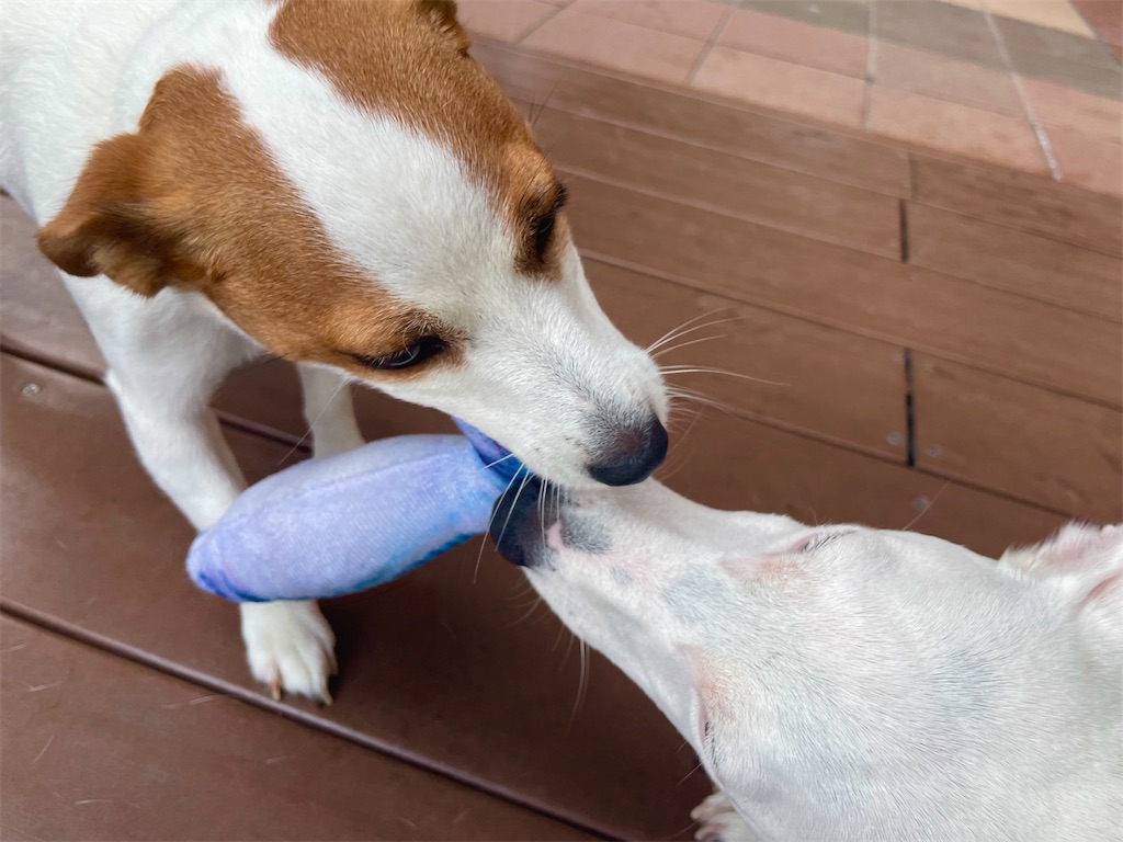 f:id:EBISUINU:20230812132146j:image f:id:EBISUINU:20230812132146j:image