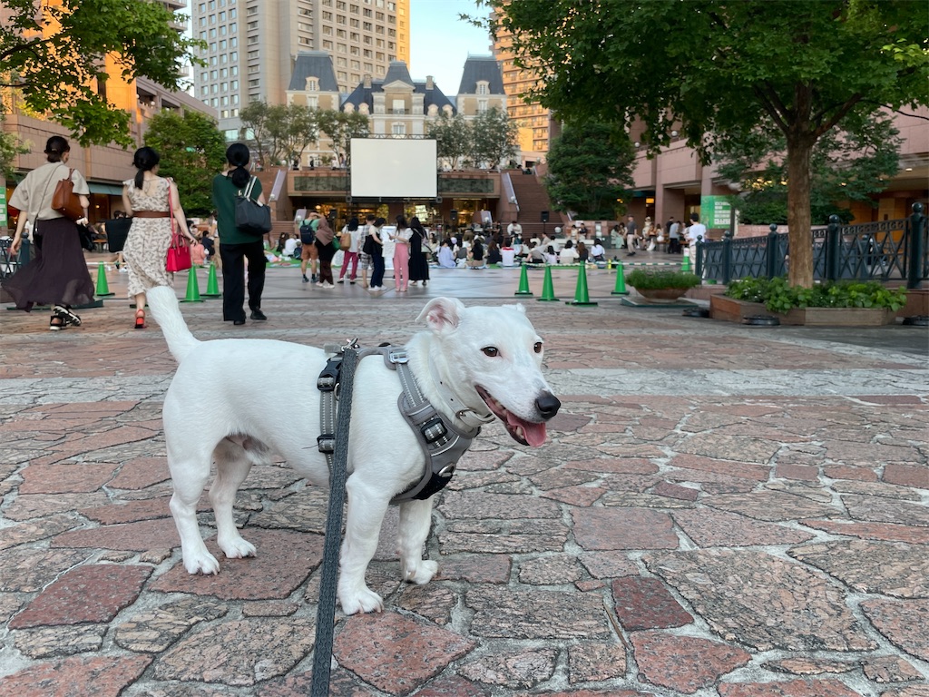 f:id:EBISUINU:20230812183151j:image f:id:EBISUINU:20230812183151j:image