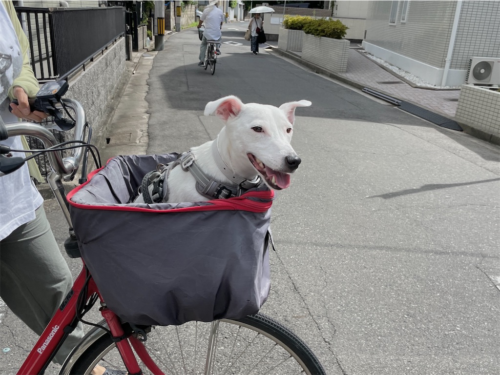 f:id:EBISUINU:20230826212632j:image