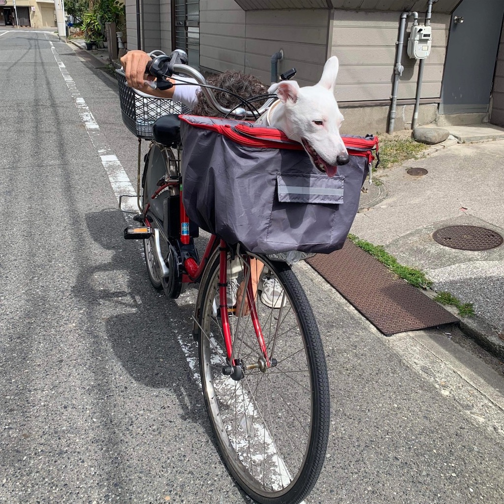 f:id:EBISUINU:20230826212636j:image