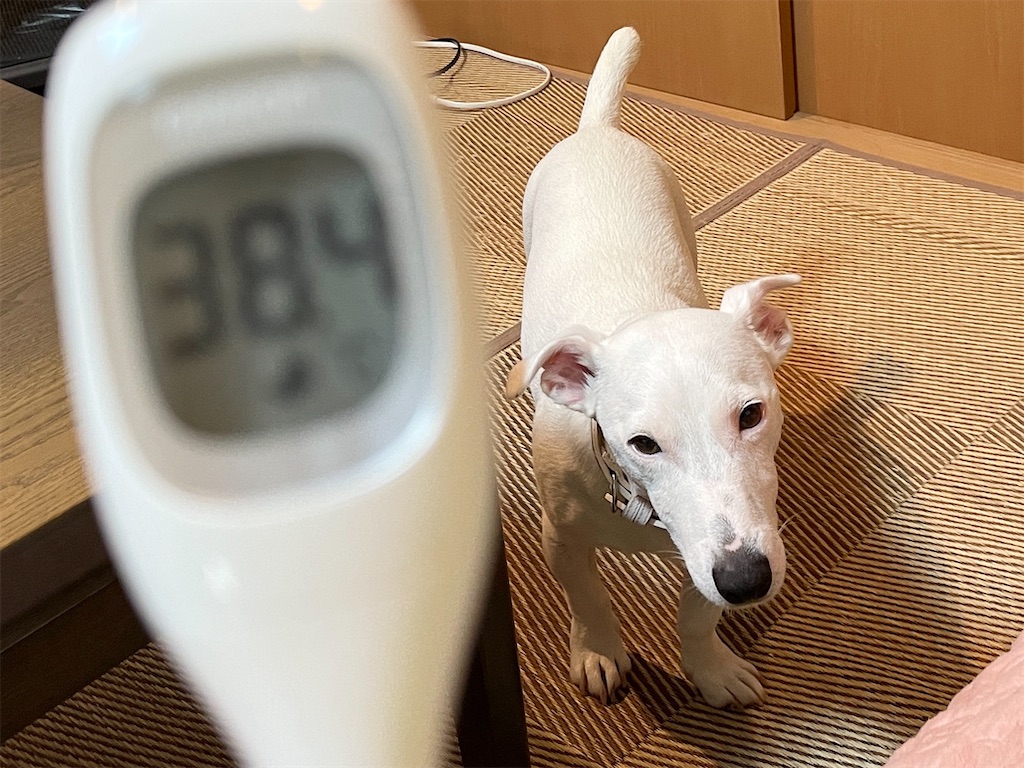 f:id:EBISUINU:20230901110455j:image f:id:EBISUINU:20230901110455j:image