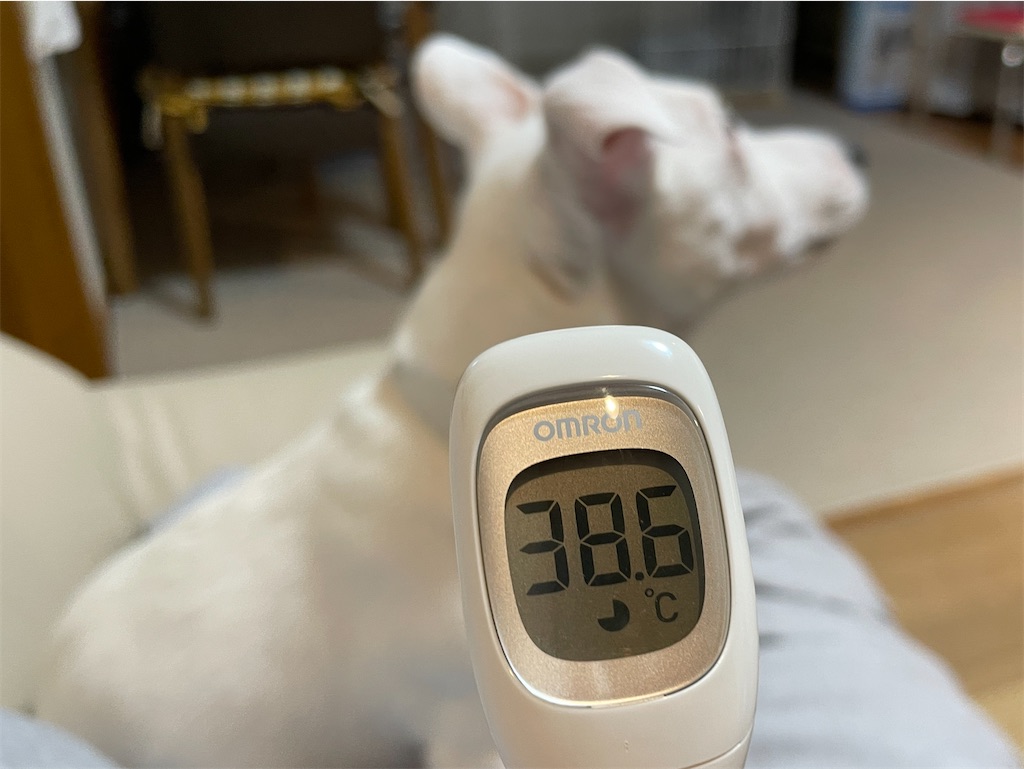 f:id:EBISUINU:20230901142101j:image f:id:EBISUINU:20230901142101j:image