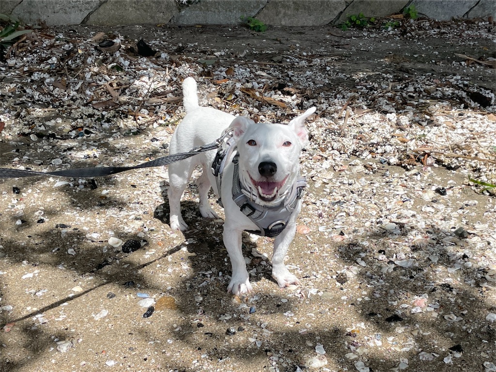 f:id:EBISUINU:20230905143232j:image f:id:EBISUINU:20230905143232j:image