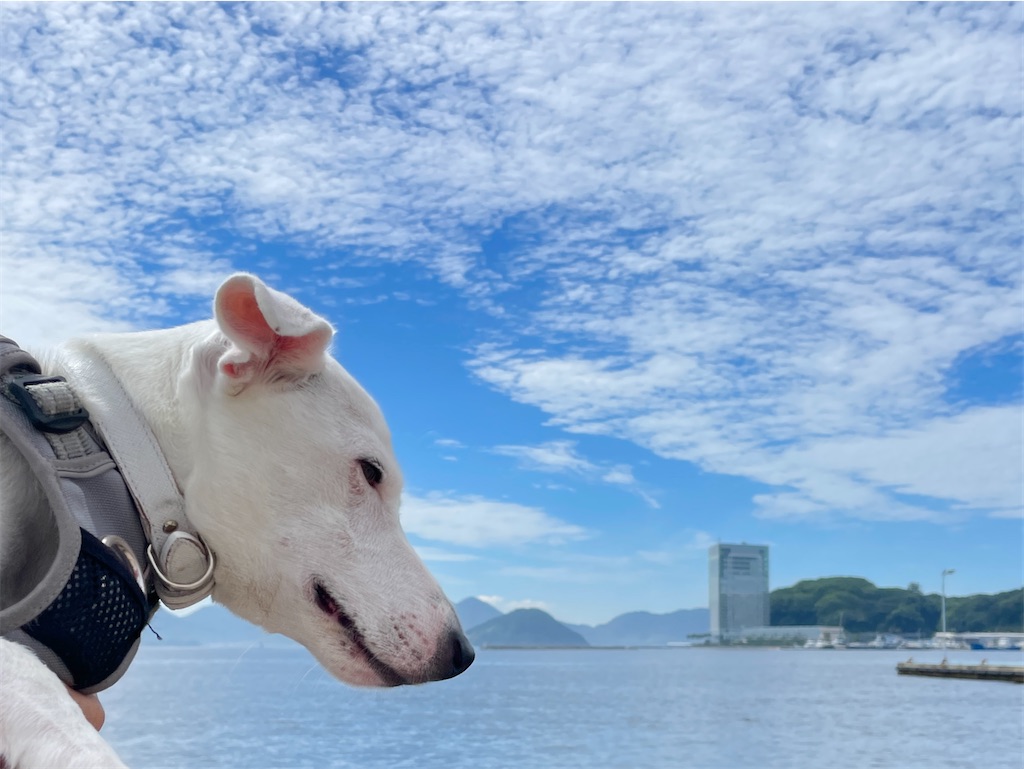 f:id:EBISUINU:20230905143400j:image f:id:EBISUINU:20230905143400j:image