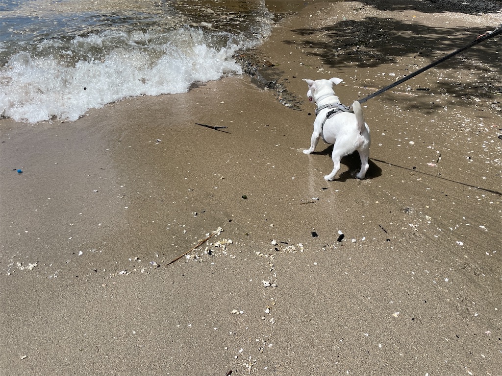 f:id:EBISUINU:20230905143508j:image f:id:EBISUINU:20230905143508j:image