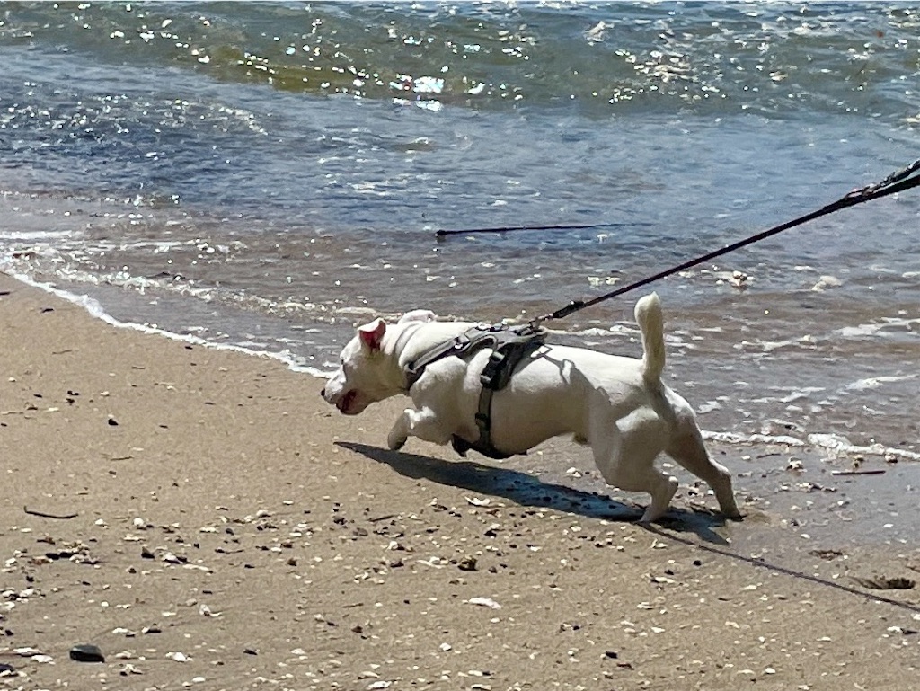 f:id:EBISUINU:20230905143512j:image f:id:EBISUINU:20230905143512j:image