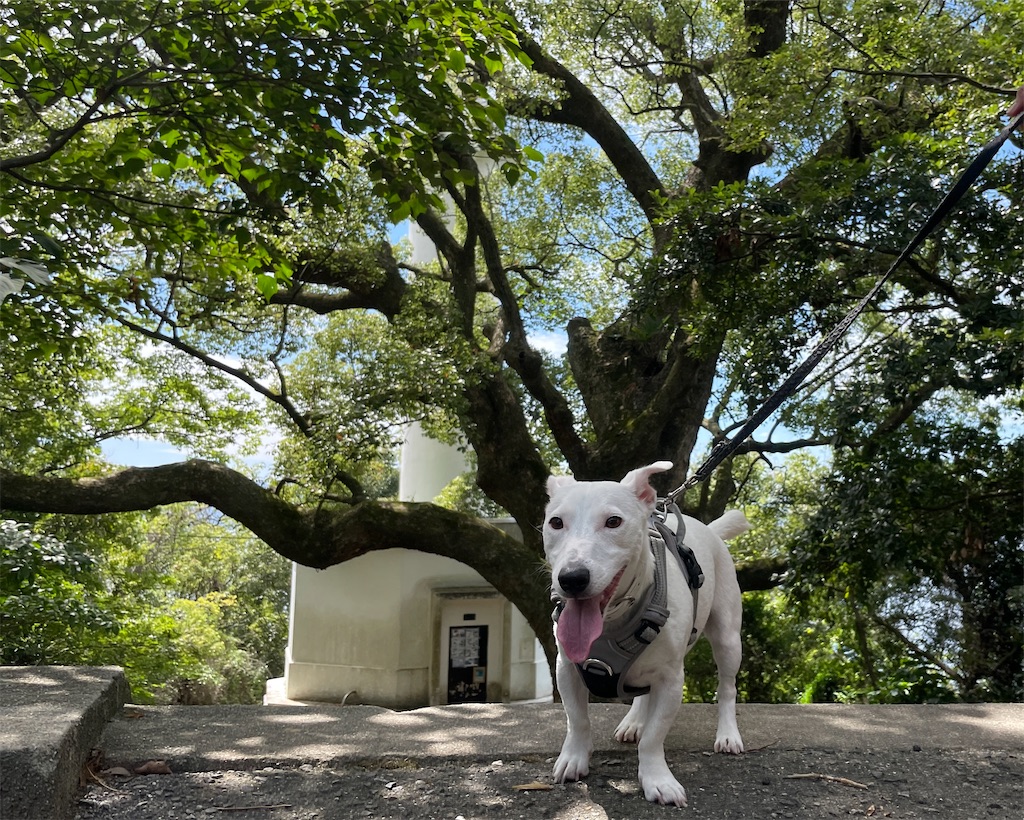 f:id:EBISUINU:20230905143552j:image f:id:EBISUINU:20230905143552j:image