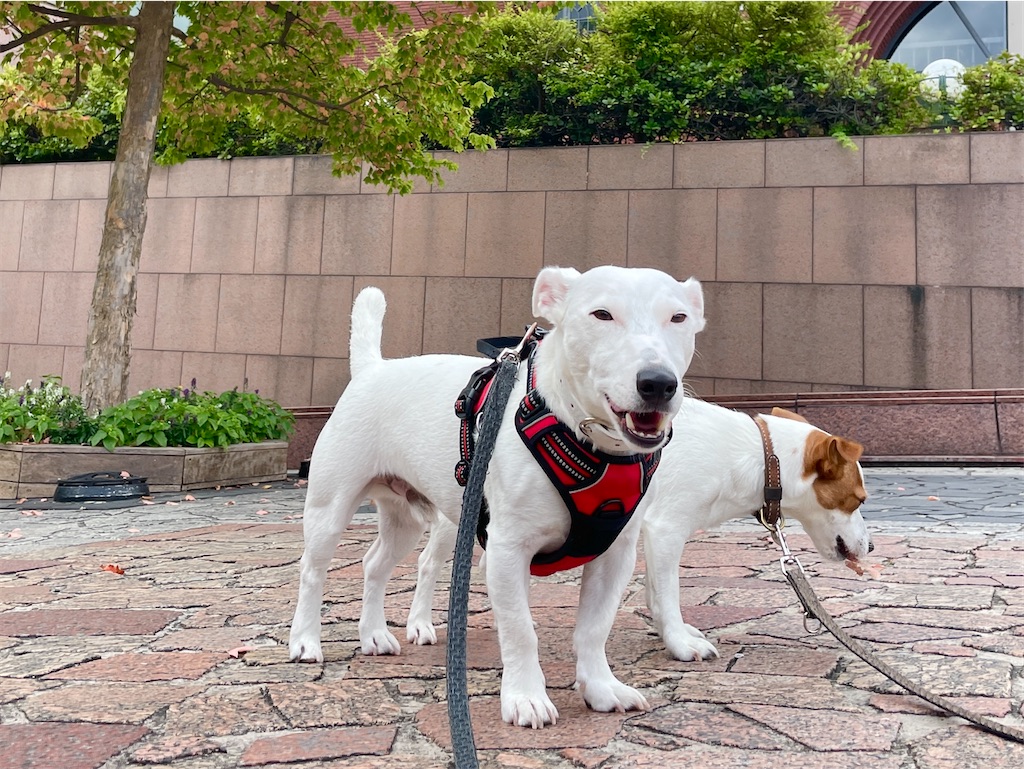 f:id:EBISUINU:20230922194639j:image f:id:EBISUINU:20230922194639j:image