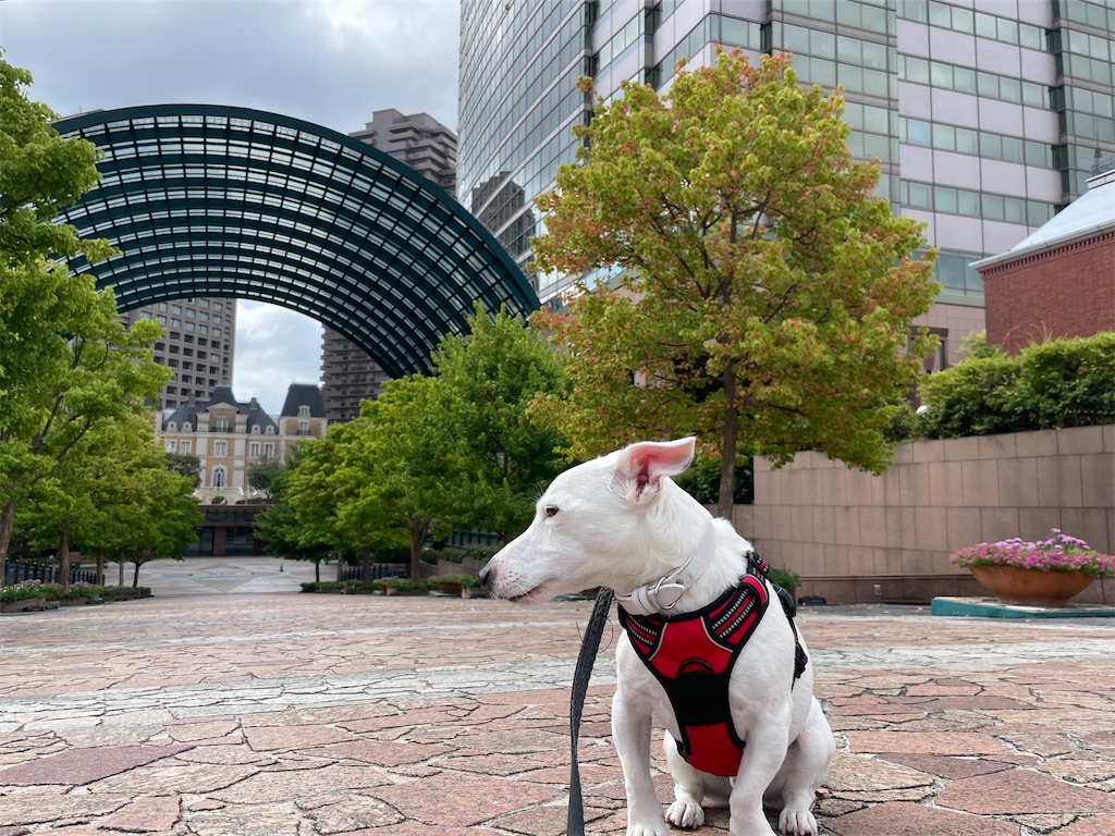 f:id:EBISUINU:20230922194643j:image f:id:EBISUINU:20230922194643j:image