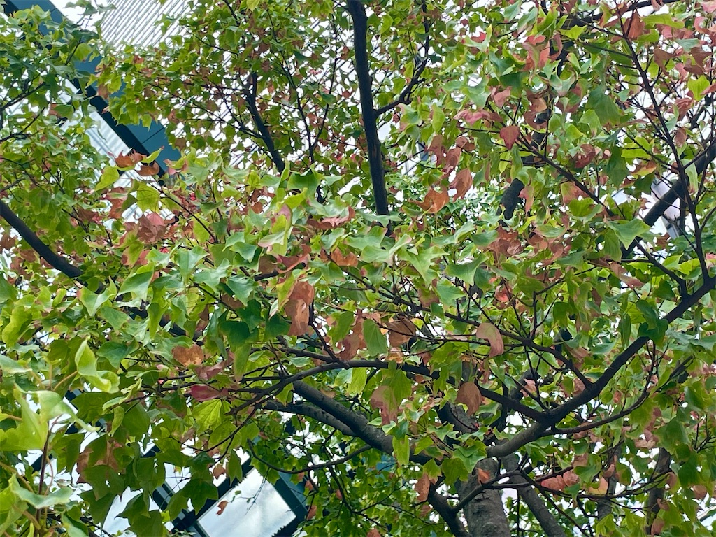 f:id:EBISUINU:20230922194710j:image f:id:EBISUINU:20230922194710j:image