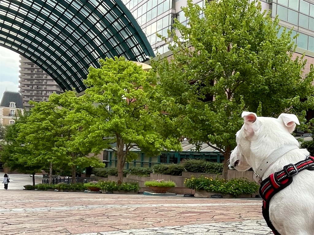 f:id:EBISUINU:20230925115557j:image f:id:EBISUINU:20230925115557j:image