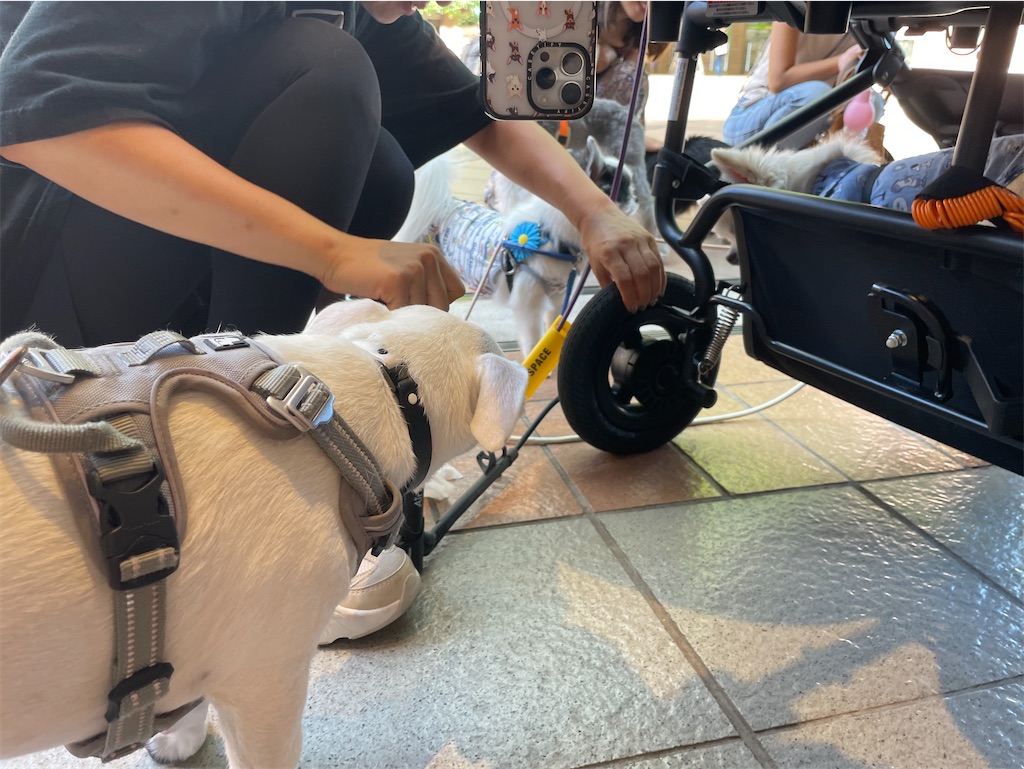 f:id:EBISUINU:20230925180441j:image