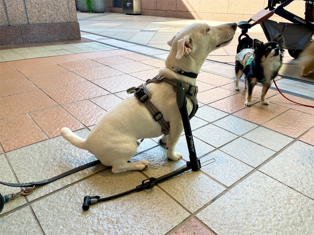 f:id:EBISUINU:20230925181622j:image