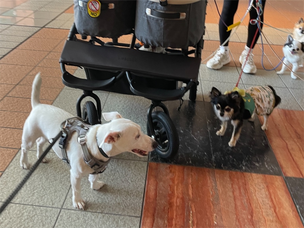 f:id:EBISUINU:20230925181916j:image