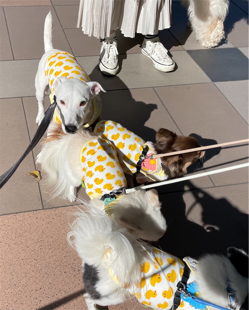f:id:EBISUINU:20231019205752j:image f:id:EBISUINU:20231019205752j:image