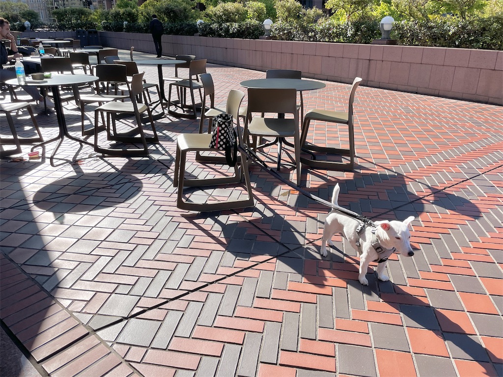 f:id:EBISUINU:20231105202805j:image