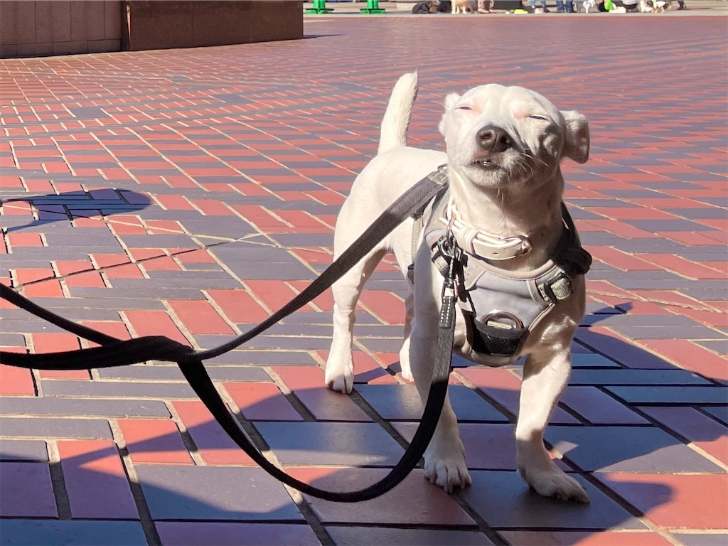 f:id:EBISUINU:20231105204338j:image