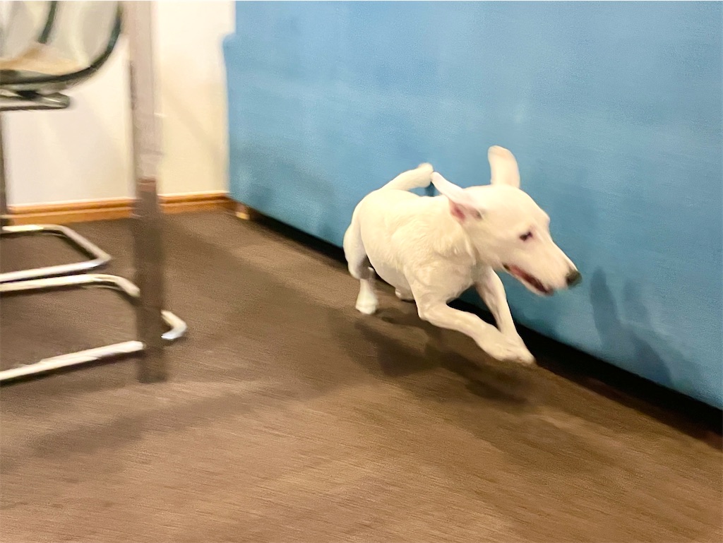 f:id:EBISUINU:20231106170319j:image