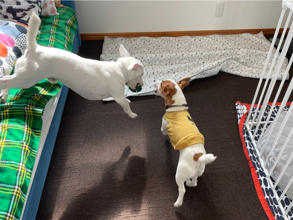 f:id:EBISUINU:20231106170521j:image