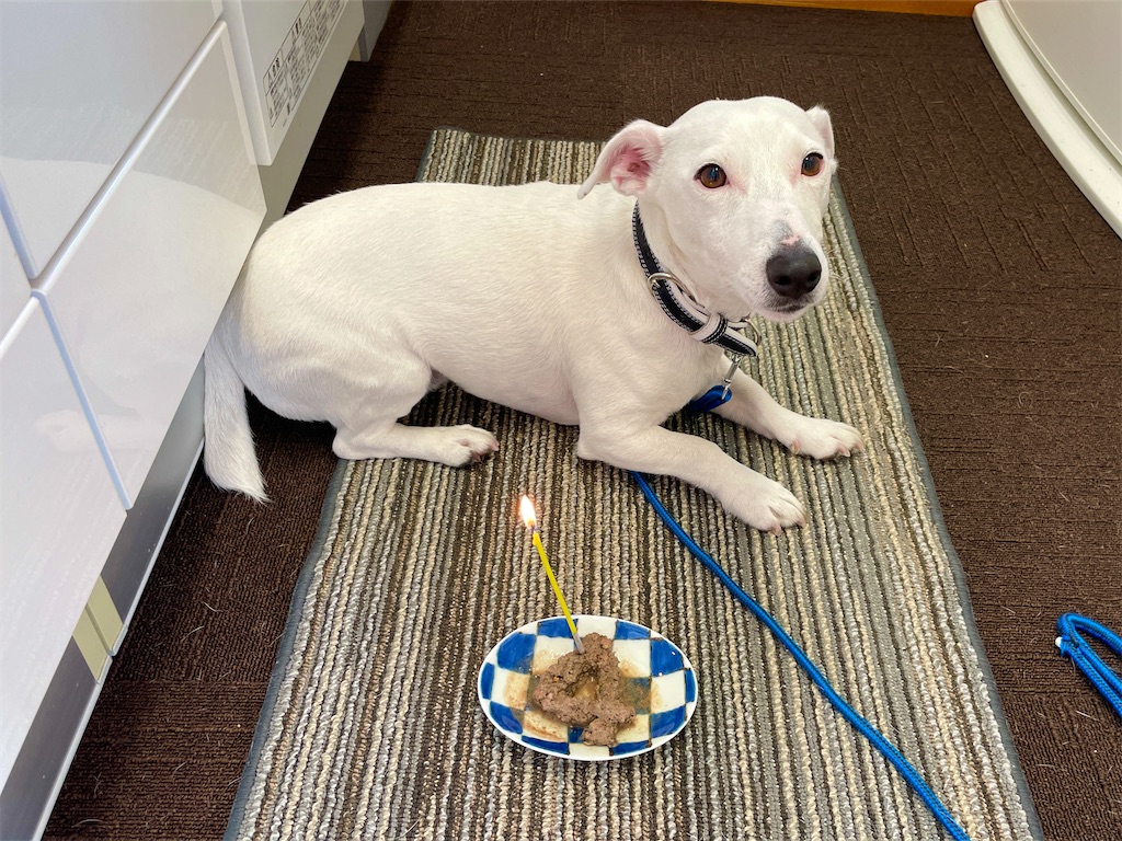 f:id:EBISUINU:20231210125327j:image f:id:EBISUINU:20231210125327j:image