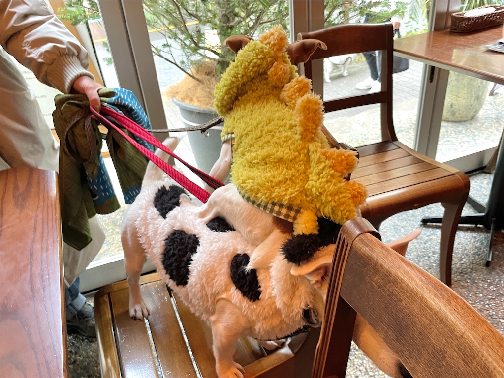 f:id:EBISUINU:20240102192619j:image f:id:EBISUINU:20240102192619j:image