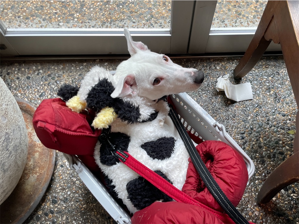 f:id:EBISUINU:20240102192853j:image f:id:EBISUINU:20240102192853j:image